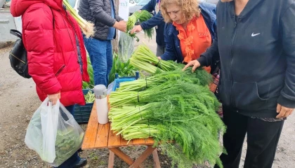 Ot festivali şiddetli yağışla yarıda kaldı