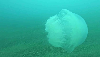 Poyraz, Akdenizdeki en büyük denizanası türünü Antalya Körfezine soktu