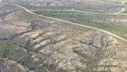 Sarıçamda 1 milyon 200 bin fidan toprakla buluşturuldu