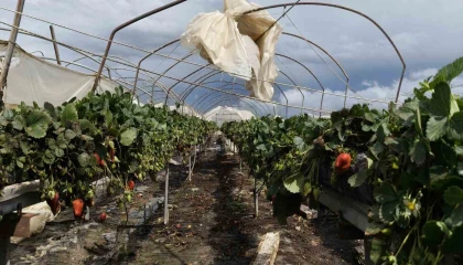 Silifkede hortum seraları yerle bir etti