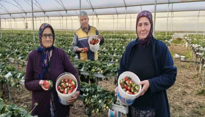 Silifkede örtü altı çilekte bahar hasadı: Kilosu 140 ile 160 TL arasında