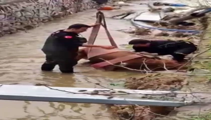 Sulama kanalına düşen ineği itfaiye kurtardı
