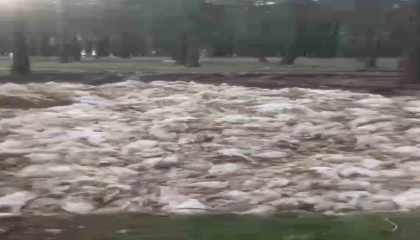 Tarsusta ölü tavuklar ormana atıldı