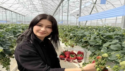 Tarsusta topraksız tarımda ilk çilek hasadı yapıldı