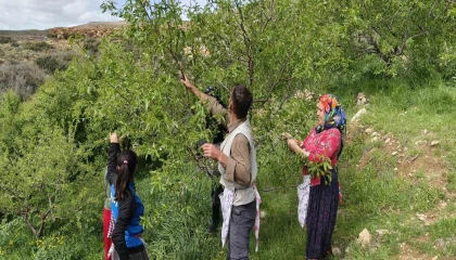 Turfanda çağla hasadı erken başladı
