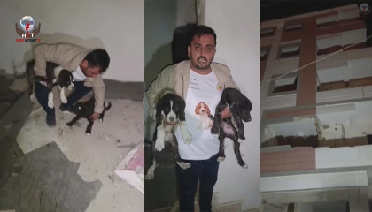 Yıkılacak binadaki yavru köpekleri kurtaran hayvansever yürekleri ısıttı