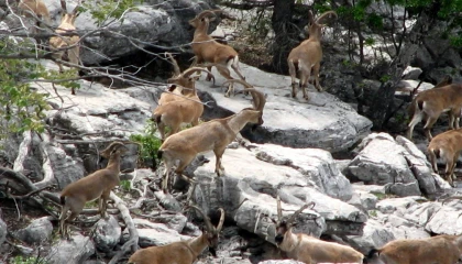 Zirveler karla kaplanınca yaban keçileri yerleşim alanlarına indi