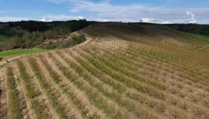 Adanada dolu kayısı bahçelerini vurdu, çağlalar yere döküldü