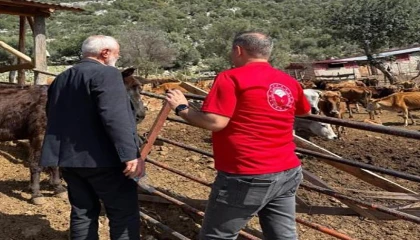 Adanada Güney Sarısı bereketi: Yerli ırk üreticinin yüzünü güldürüyor