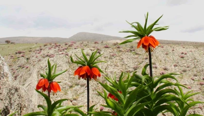 Afşinde ters laleler açtı: Koparana 700 bin TL ceza