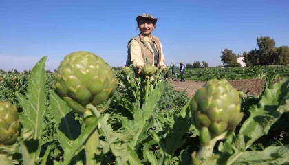Akademisyen çiftçinin 7 yıl süren emekleriyle 120 dönüm alana yaydığı enginar üretiminde hasat başladı