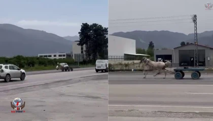 Akan trafikte panik anları: Kaçak at pistte yarışırcasına ilerledi