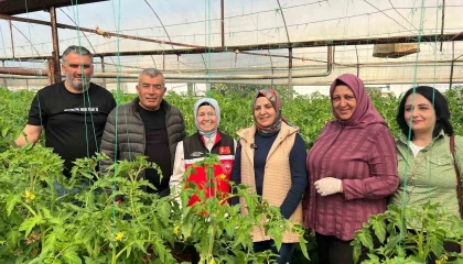 Aksuda örtü altı tarımda yıllık yaklaşık 370 bin tonluk rekoltenin tamamı kadın çiftçilerin emeğiyle üretiliyor