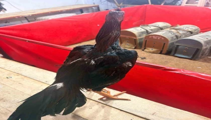 Alanyada horoz dövüşüne jandarma baskını: 11 kişiye 143 bin TL ceza