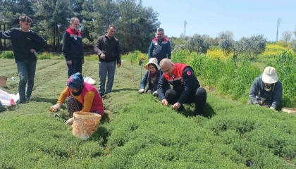 Altınözünde zahter hasadı başladı