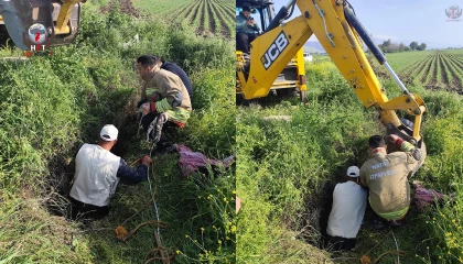 Antakyada kuyuya düşen büyükbaş hayvan kurtarıldı