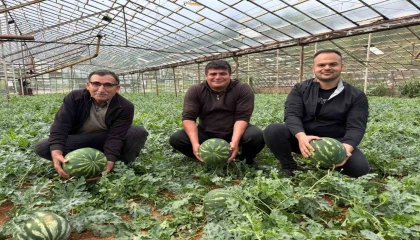 Antalyada kış karpuzu hasadı için geri sayım başladı