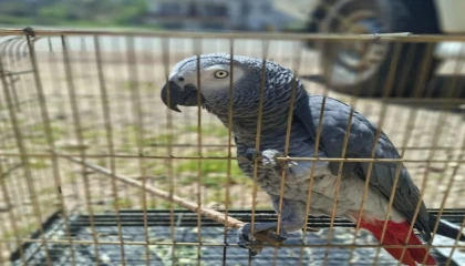 Antalyada belgesiz papağan bulunduran işletme sahibine 15 bin TL ceza