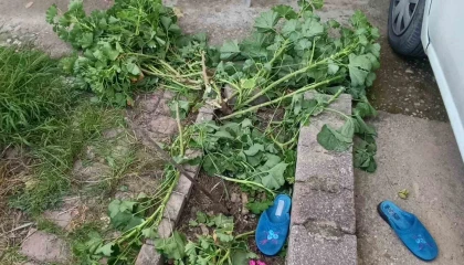 Antalyada küçük çocuk ikinci kattan düştü, olayı kırıklarla atlattı