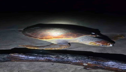 Antalyada sahilde dev caretta caretta ölü bulundu