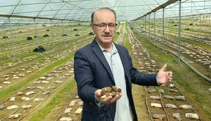 Antalyalı ziraat mühendisi serada kuzugöbeği mantarı üretimine başladı