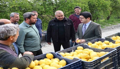 Arsuzda limon hasadı başladı