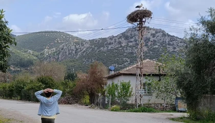 Baharın habercisi leylek, yuvasına bu yıl da eşiyle birlikte geldi
