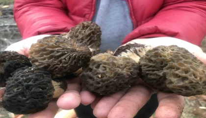 Bin 800 rakımlı dağlardan toplanıp kilosu bin 500 liradan satılıyor