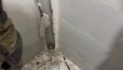 Boruda mahsur kalan kedi duvar kırılarak kurtarıldı