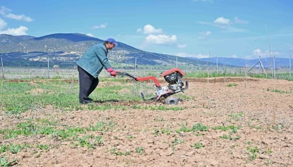 Büyükşehir ipek böceği yetiştiriciliğini yaygınlaştırıyor