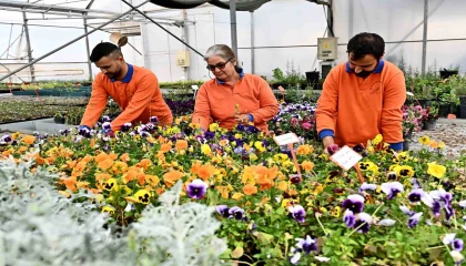 Çiçek Desenleri Günleri için 130 bin dal çiçek yetiştiriliyor