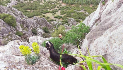 Dağda mahsur kalan keçi kurtarıldı