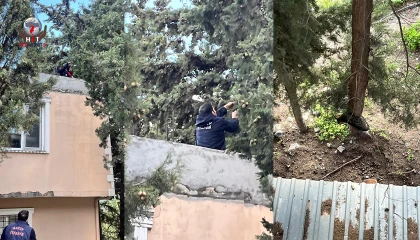 Defnede ağaçta mahsur kalan kediyi itfaiye kurtardı