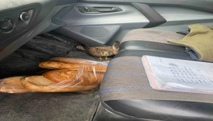 Dörtyolda yaralı atmaca araca sığındı