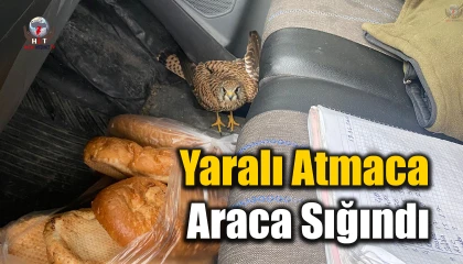 Dörtyolda yaralı atmaca araca sığındı