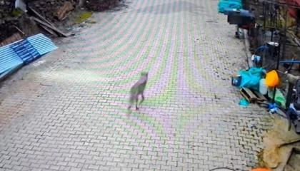 Fekede yerleşim alanına inen kurt görüntülendi