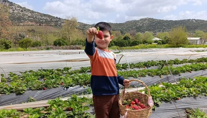 Hasadı çiftçi değil, vatandaş yaptı