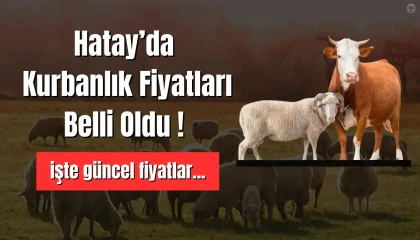 Hatay’da kurbanlık fiyatları belli oldu