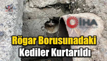 İskenderunda rögar borusuna düşen yavru kediler kurtarıldı
