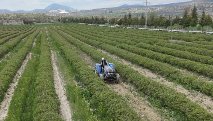 Ispartada gül hasadı öncesi umutlar arttı: 13 bin ton rekolte bekleniyor