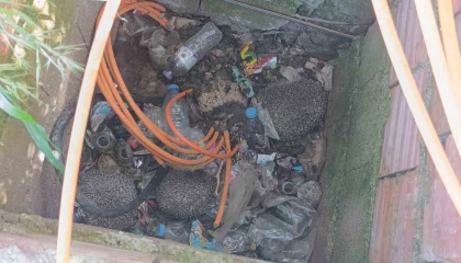 İtfaiyeden rögarda üç kirpi, bacada serçe mesaisi