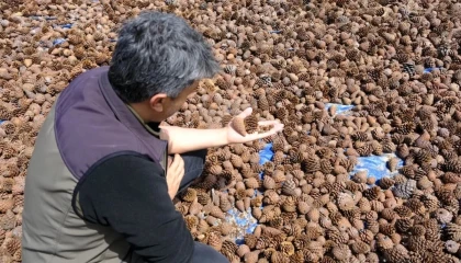 Kahramanmaraşta kızılçam tohumları sahaya hazırlanıyor