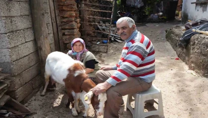 Keçileriyle ömür geçirdiler, şikayetle yıkıldılar: Uykularımız kaçtı