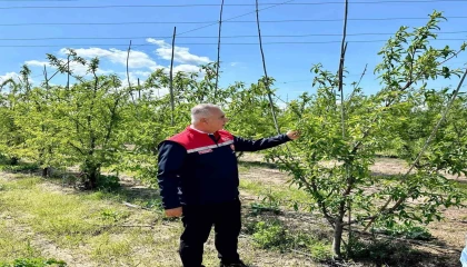 Kırıkhanda şeftali bahçeleri incelendi