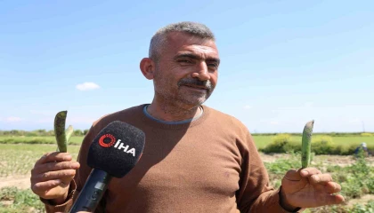 Kozan bezelyesi görünümüyle Karadeniz hamsisine benzetildi