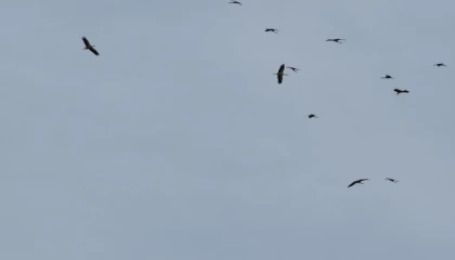 Kozan semalarında leyleklerin göç yolculuğu mest etti