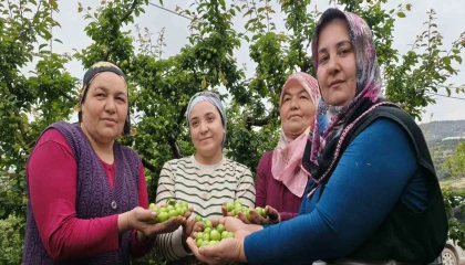 Mersinde açıkta erik hasadı başladı, fiyatı 200 TLye kadar düştü