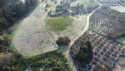 Mersinde misket büyüklüğünde dolu etkili oldu: Orman ve bahçeler beyaza büründü