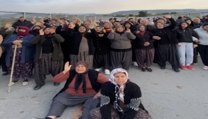 Mersinde ormanlık alana ekili narenciye bahçelerinin kaldırılması kararına tepki