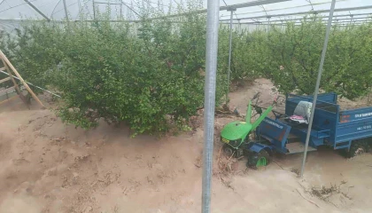 Mersinde sağanak sele yol açtı: Yol çöktü, seralar zarar gördü